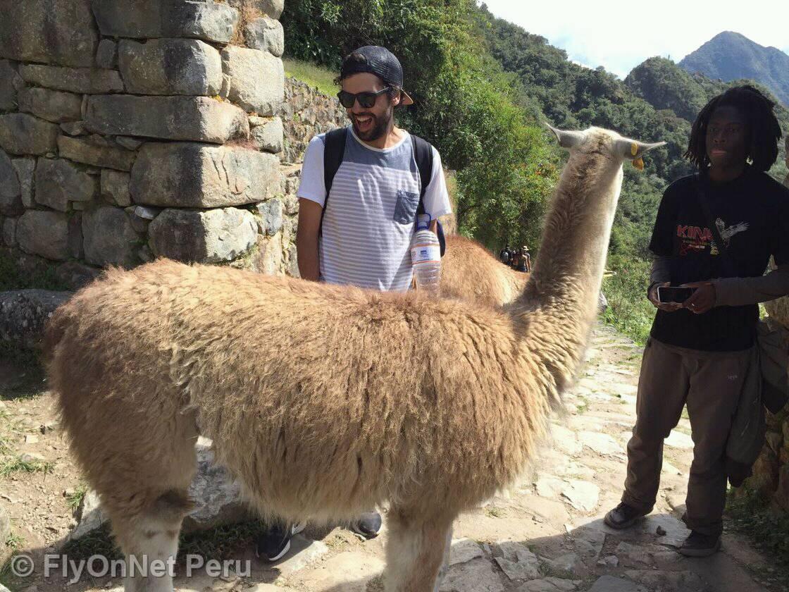 Álbum de fotos: Llama in Machu Picchu